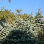 درختچه  نوئل ابی