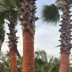 پالم جزیره واشنگتن