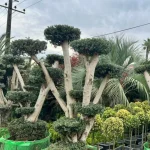 زیتون توپیاری