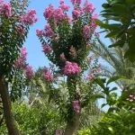 درخچه توری