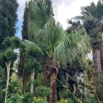 فن پالم (پالم چینی )