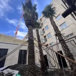 درخت پالم