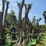 🌿 بنسای درخت زیتون کهنسال 🌿