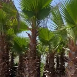 🌴 درخت پالم ویژه فضای باز 🌴